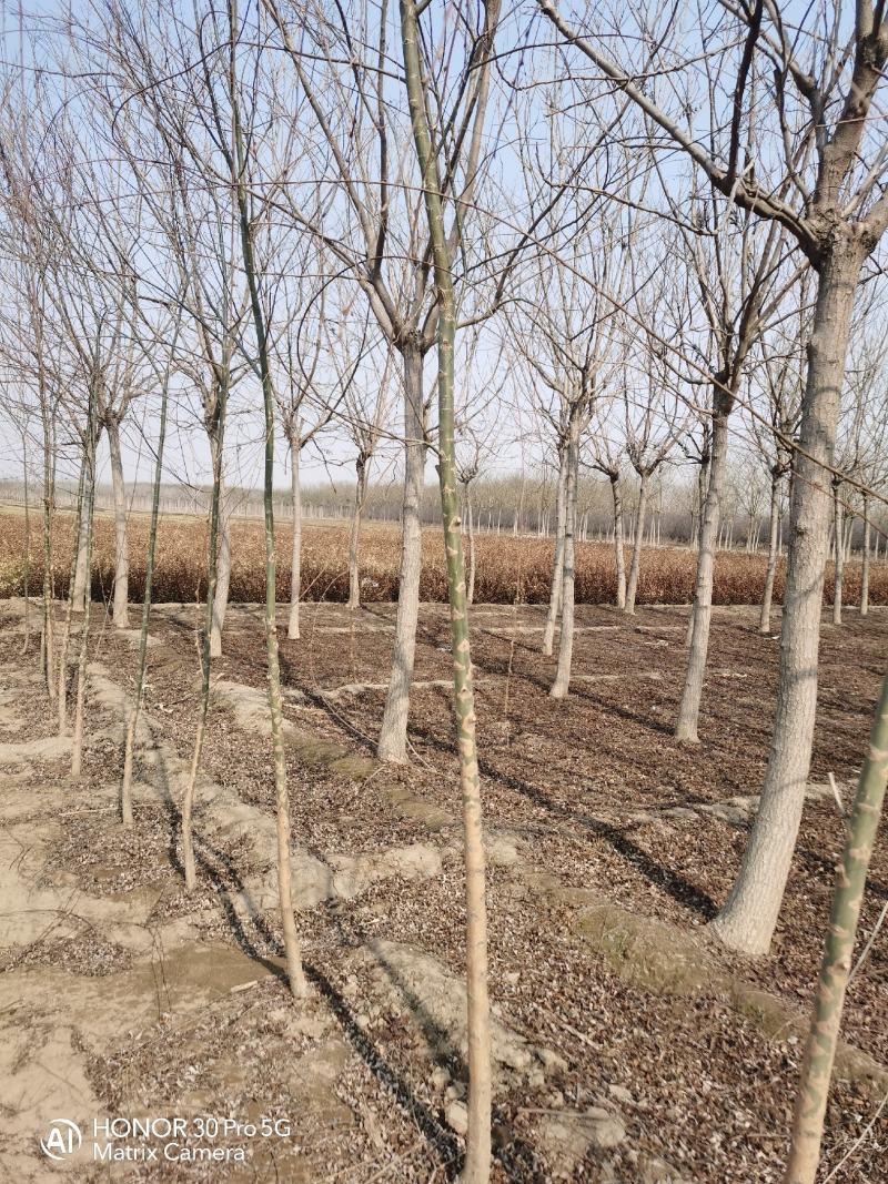 河北省保定市奥森苗圃场2公分垂柳20万棵3公分垂柳15万