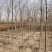 河北省保定市奥森苗圃场2公分垂柳20万棵3公分垂柳15万