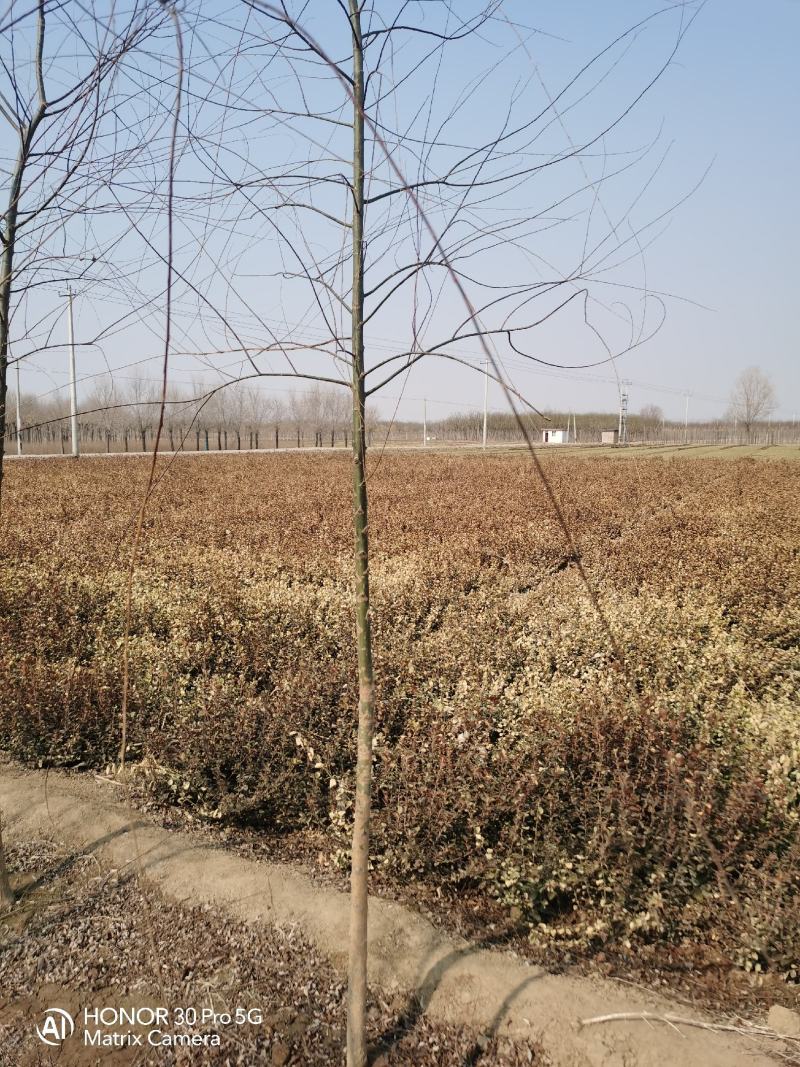 河北省保定市奥森苗圃场2公分垂柳20万棵3公分垂柳15万