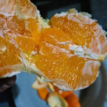 【1-3公分】赣南脐橙苗，品质优良，坐果量大易种植