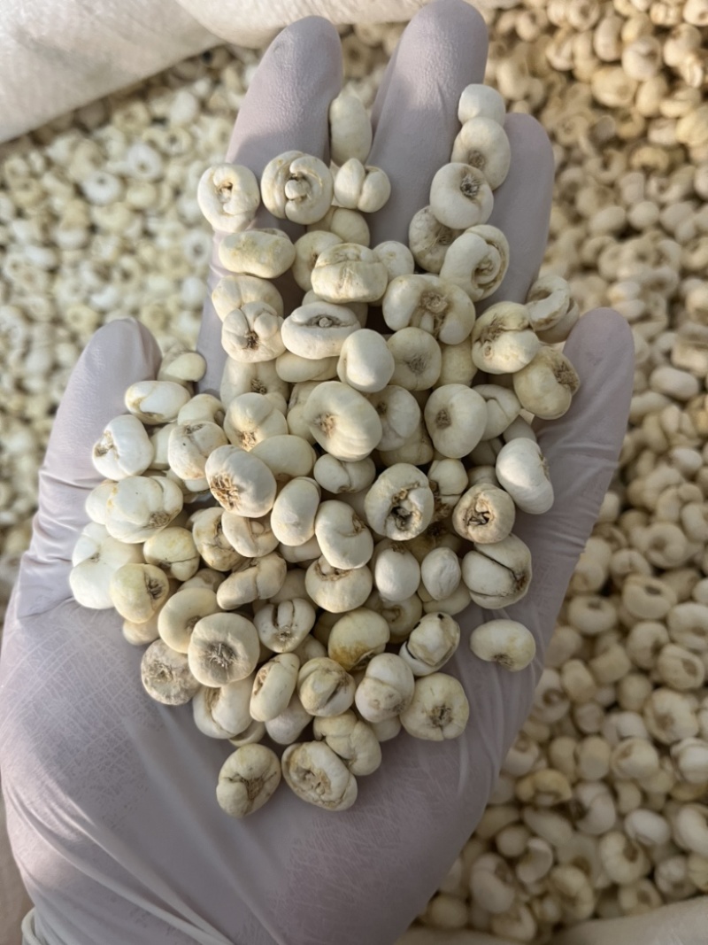 贝母小平贝平贝母价格便宜文斌药业批发零售