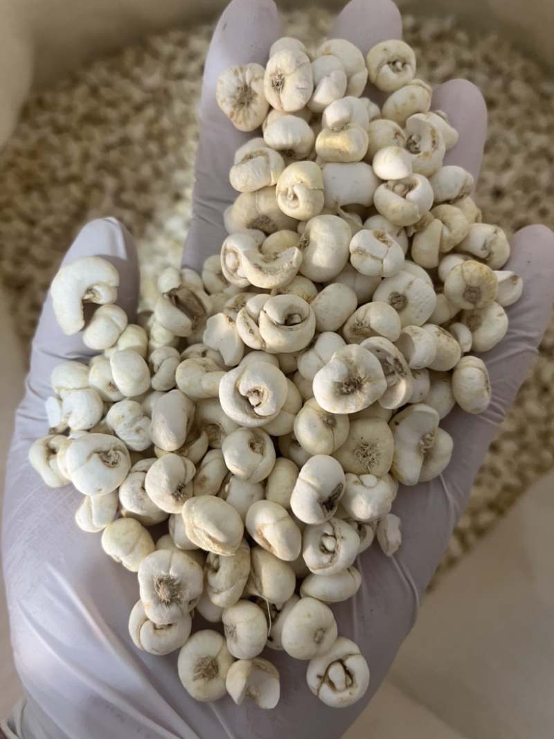 贝母小平贝平贝母价格便宜文斌药业批发零售