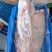 肥猪前后上肉