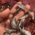 翘嘴鱼苗，快大品种，生长速度快，品质更好，养殖简单。