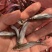 翘嘴鱼苗，快大品种，生长速度快，品质更好，养殖简单。