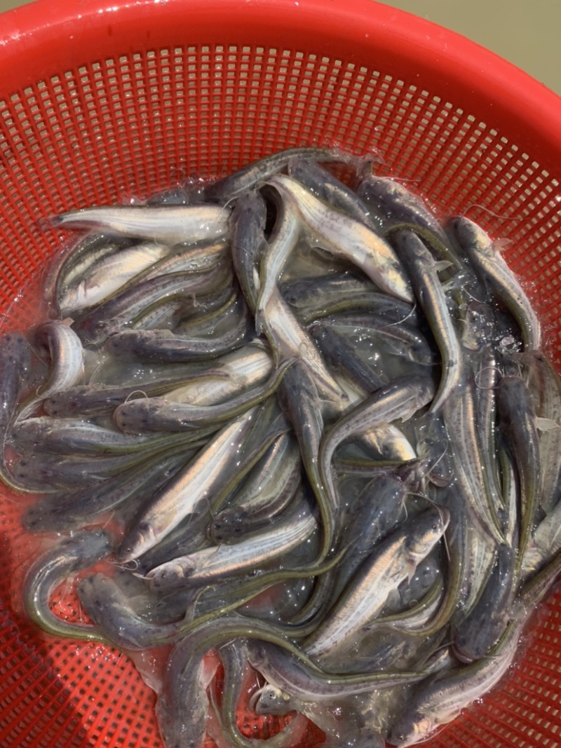 杂高大口鲶鱼苗，生长速度快，抗病毒能力强，养殖简单。