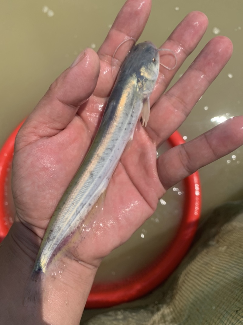 杂高大口鲶鱼苗，生长速度快，抗病毒能力强，养殖简单。