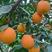 【1-3公分】赣南脐橙苗，品质优良，坐果量大易种植