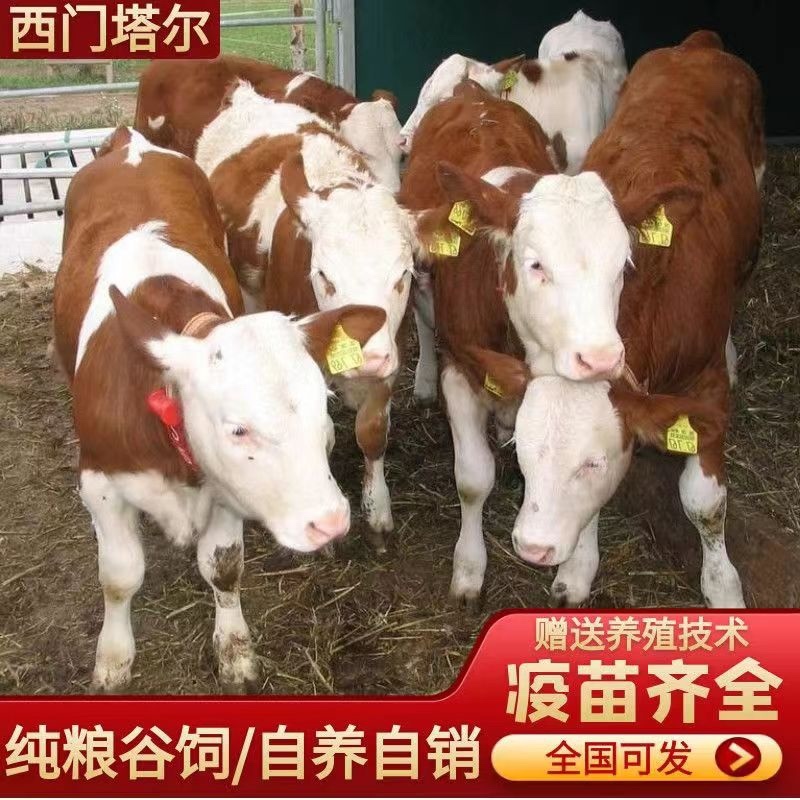 西门塔尔牛肉牛苗牛仔包技术包成活货到付款