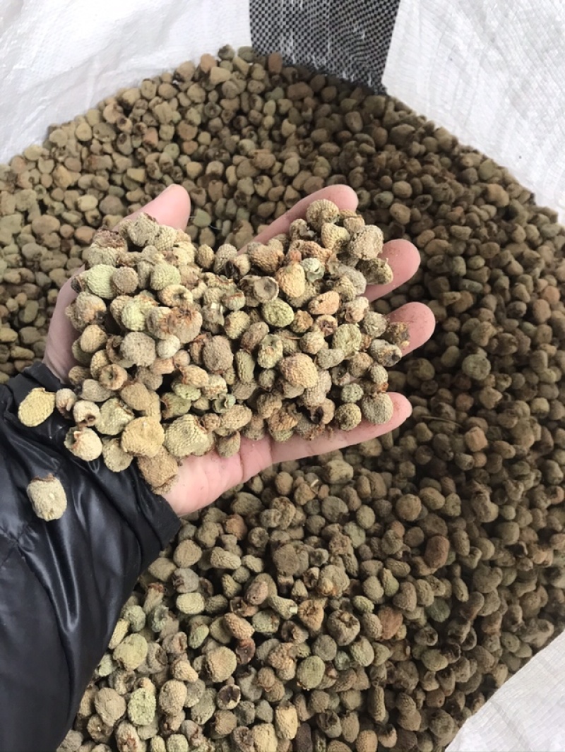 覆盆子正宗浙江掌叶覆盆子产地直供大货供应