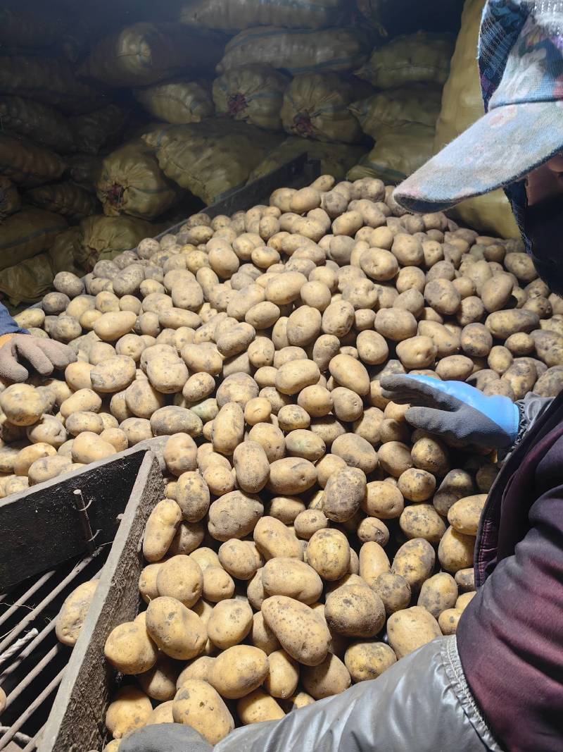 望奎广兴薯业出售尤金885荷兰十五脱毒种薯抗病高产耐储存