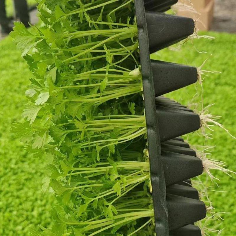 精品芹菜苗货源充足产地直供量大从优质量保证欢迎咨询