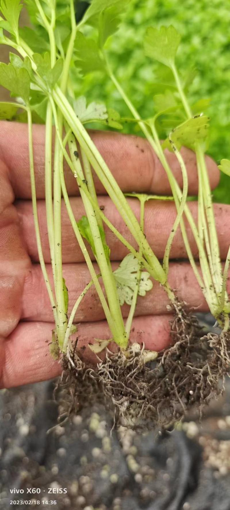 精品芹菜苗货源充足产地直供量大从优质量保证欢迎咨询