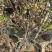 青州梅花盆景骨里红红梅玉碟宫粉绿梅基地直发