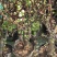 青州梅花盆景骨里红红梅玉碟宫粉绿梅基地直发