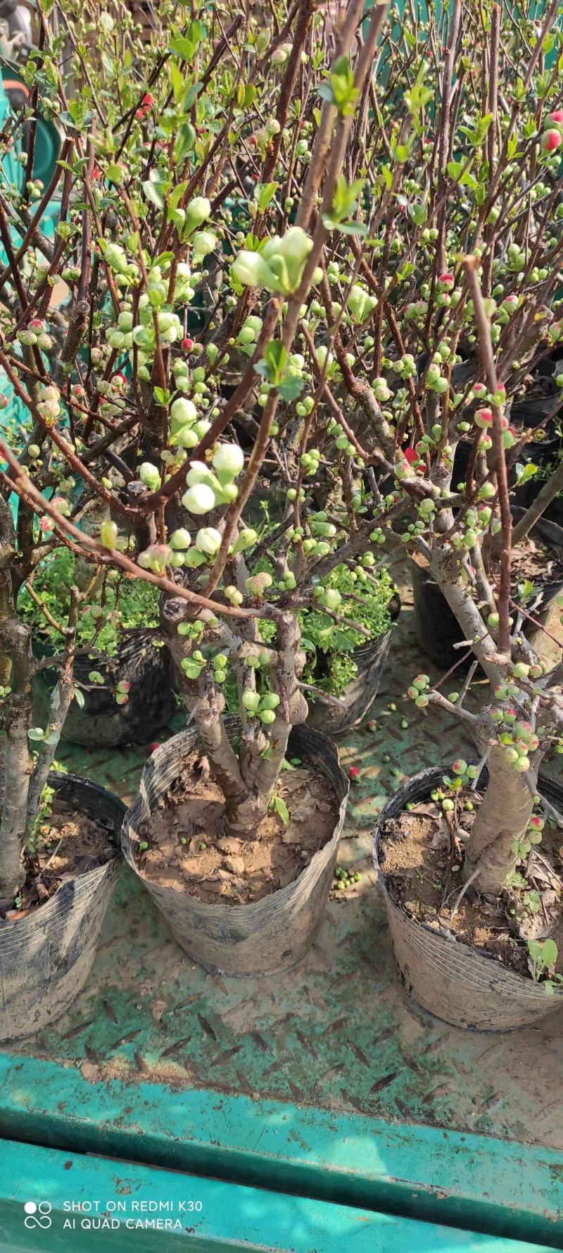 青州梅花盆景骨里红红梅玉碟宫粉绿梅基地直发