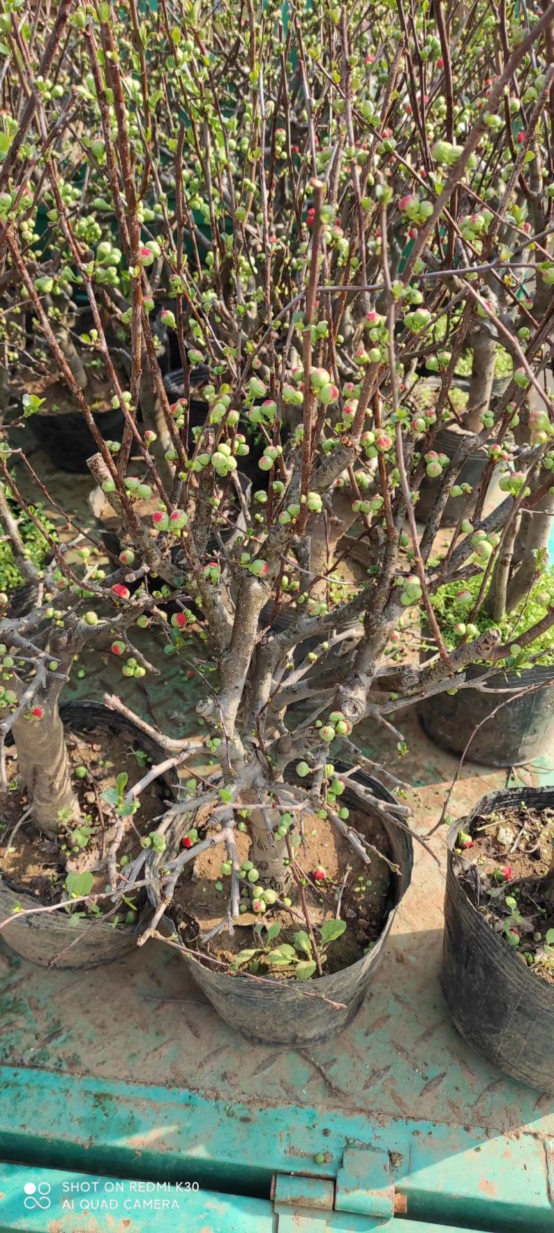 青州梅花盆景骨里红红梅玉碟宫粉绿梅基地直发