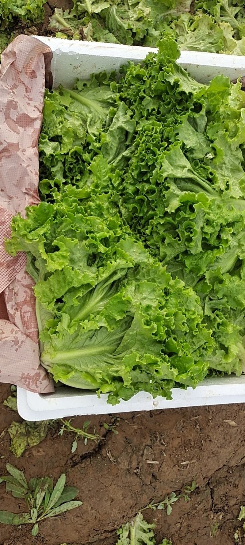 花叶生菜新鲜生菜对接商超一手货源保质保量欢迎选购