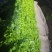 花叶生菜新鲜生菜对接商超一手货源保质保量欢迎选购