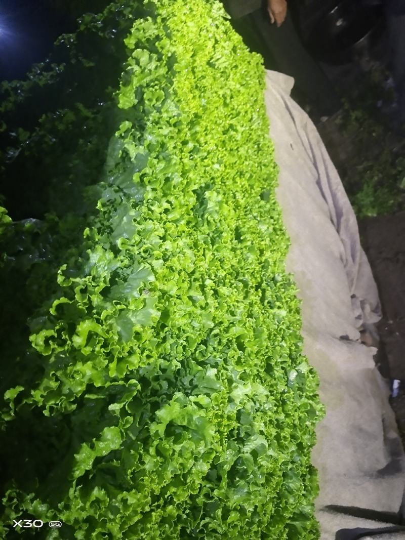 花叶生菜新鲜生菜对接商超一手货源保质保量欢迎选购