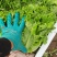 花叶生菜新鲜生菜对接商超一手货源保质保量欢迎选购