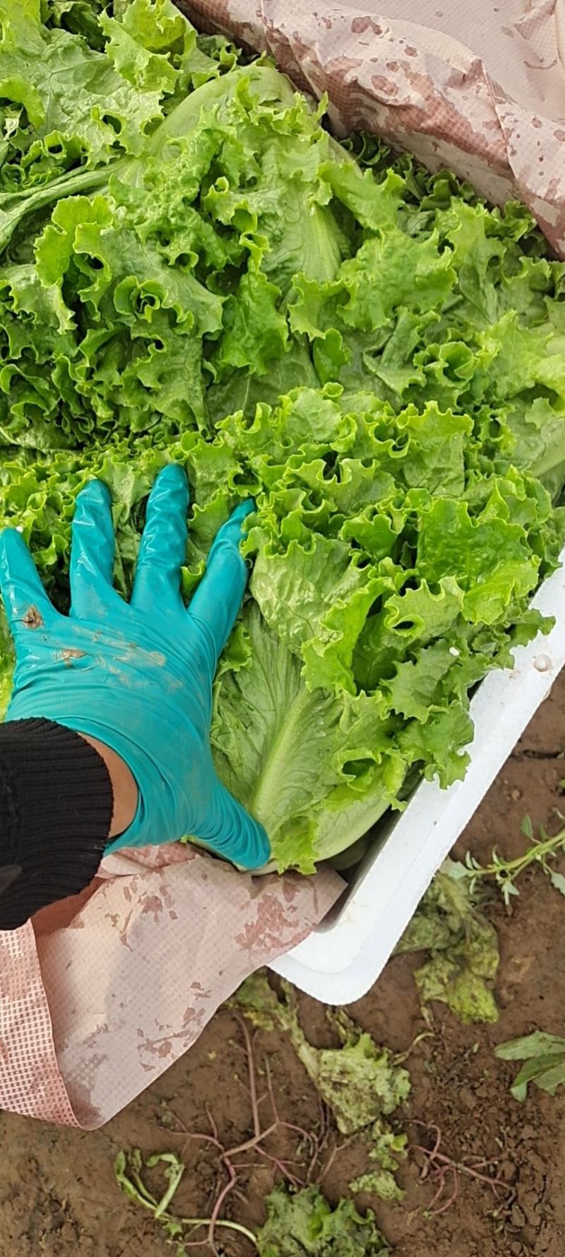 花叶生菜新鲜生菜对接商超一手货源保质保量欢迎选购