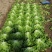 花叶生菜新鲜生菜对接商超一手货源保质保量欢迎选购