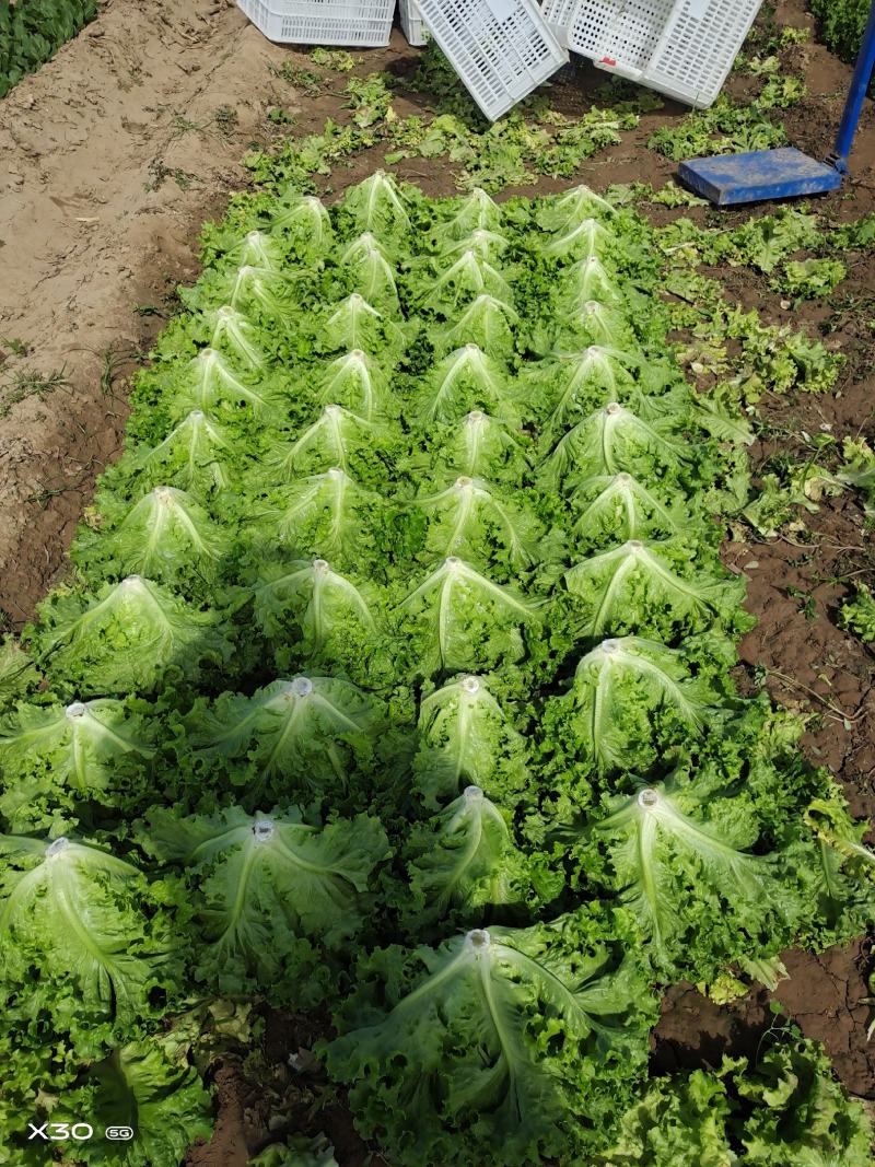 花叶生菜新鲜生菜对接商超一手货源保质保量欢迎选购