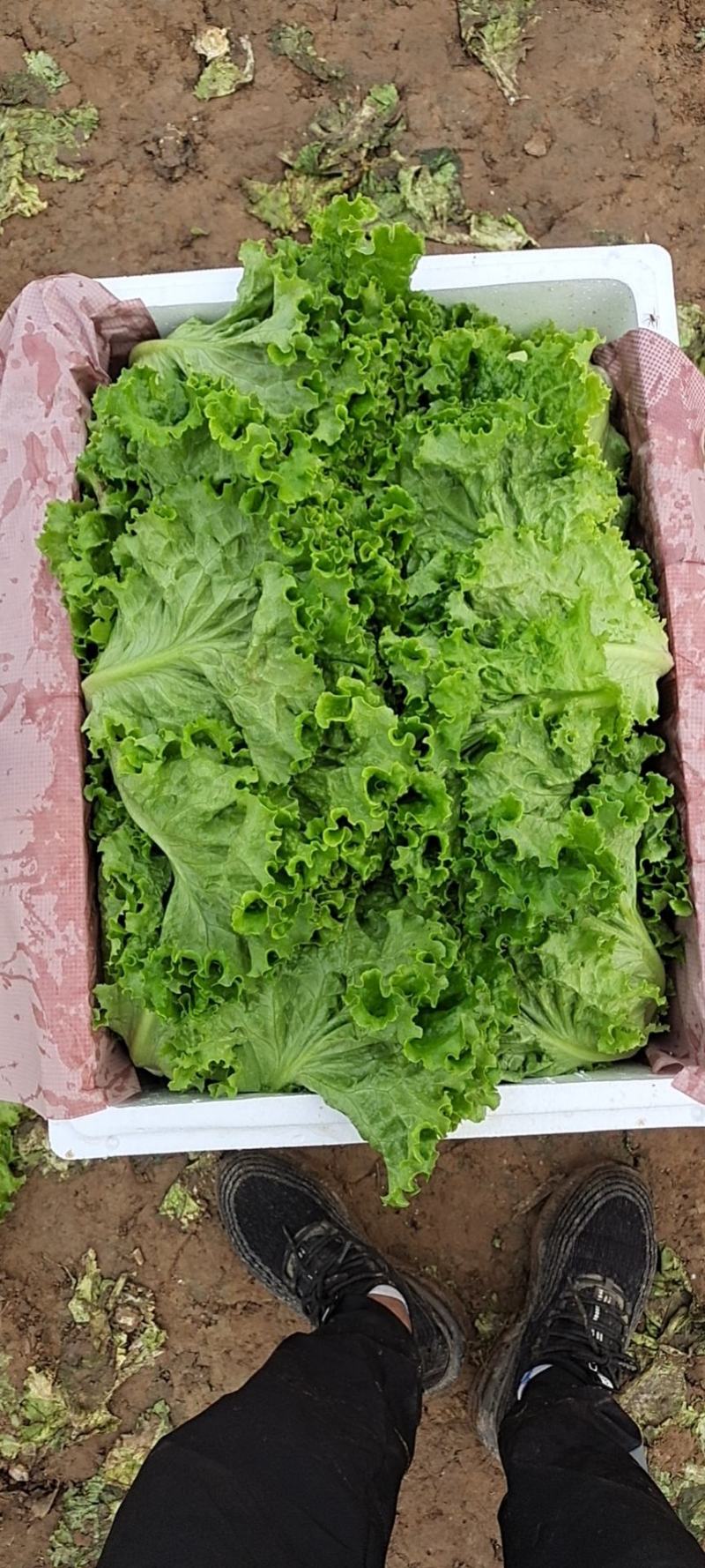花叶生菜新鲜生菜对接商超一手货源保质保量欢迎选购