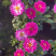 小丽花