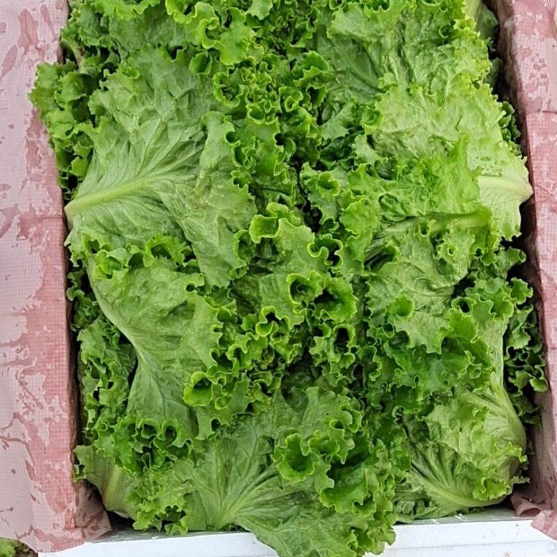 花叶生菜新鲜生菜对接商超一手货源保质保量欢迎选购