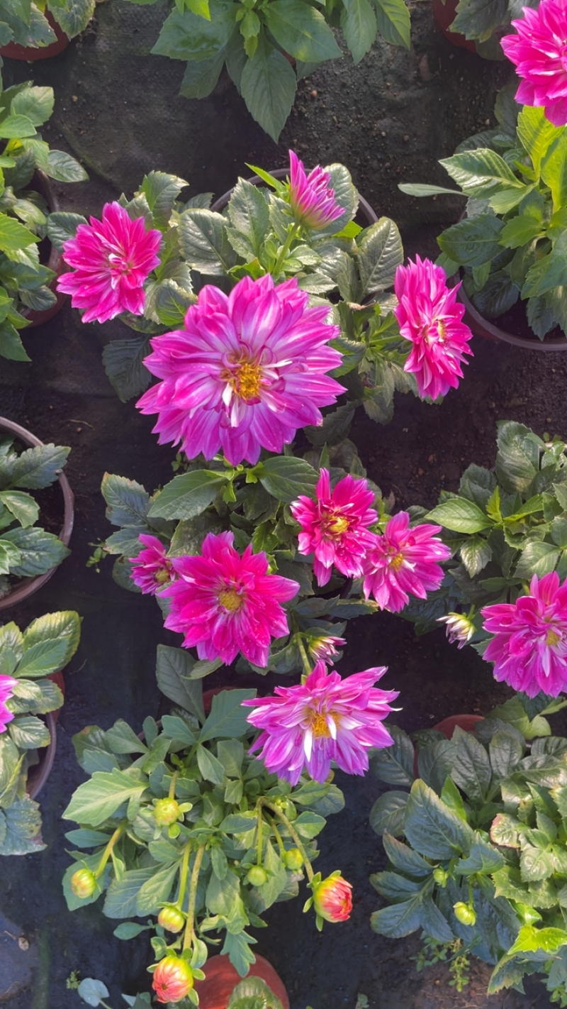 小丽花