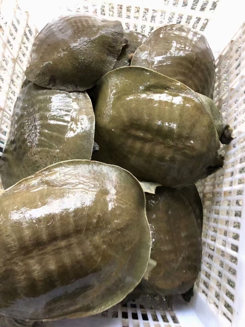 草龟，巴西龟，甲鱼各种龟类，价格优惠