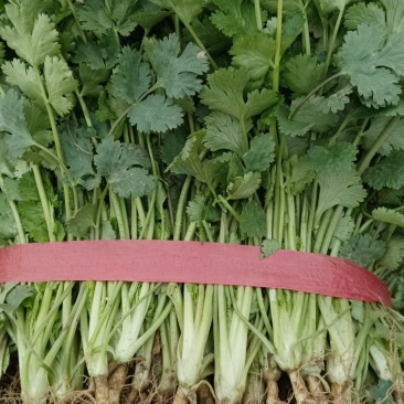 精品香菜大量上市