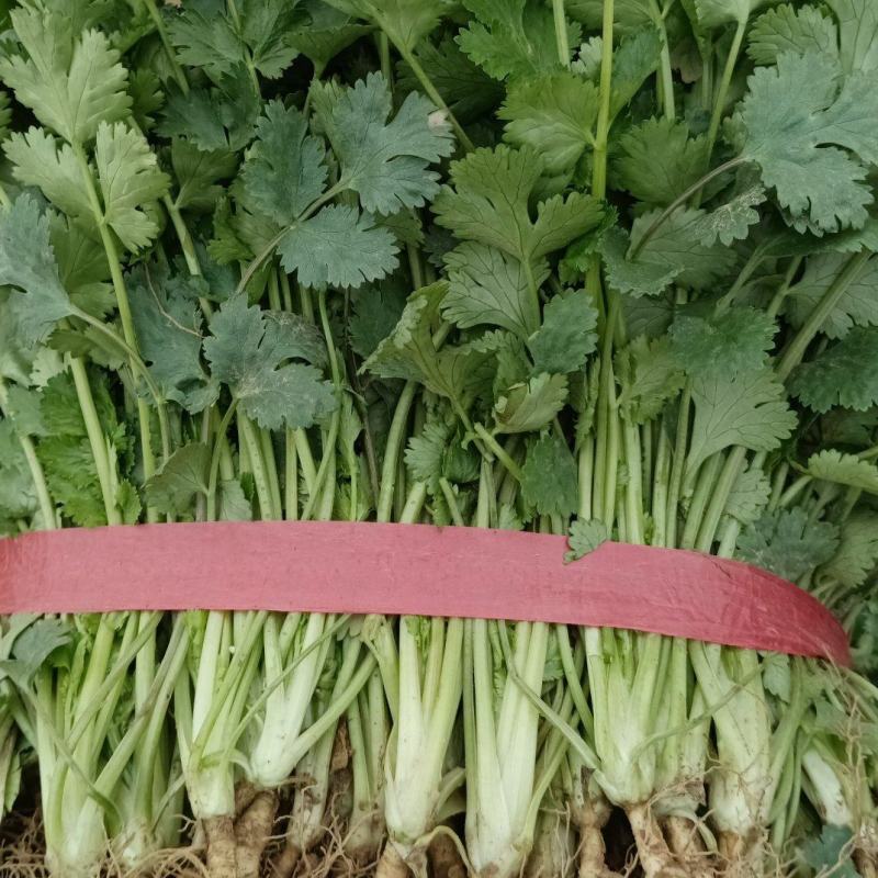 精品香菜大量上市