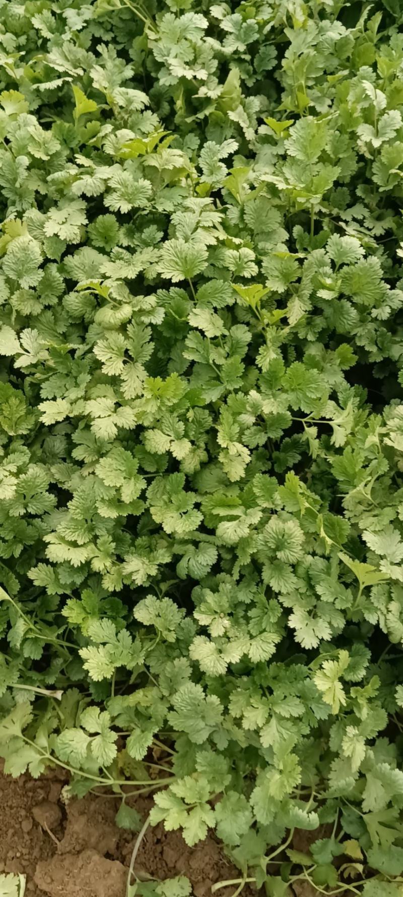 精品香菜大量上市
