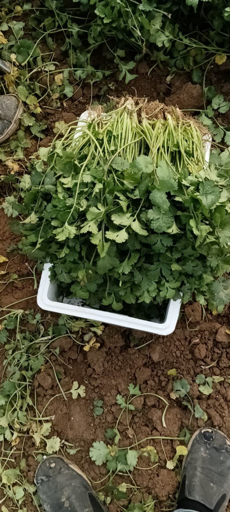 精品香菜大量上市