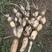 新35.鄂莲6号，大白胖藕种。千亩基地可现场参观预定
