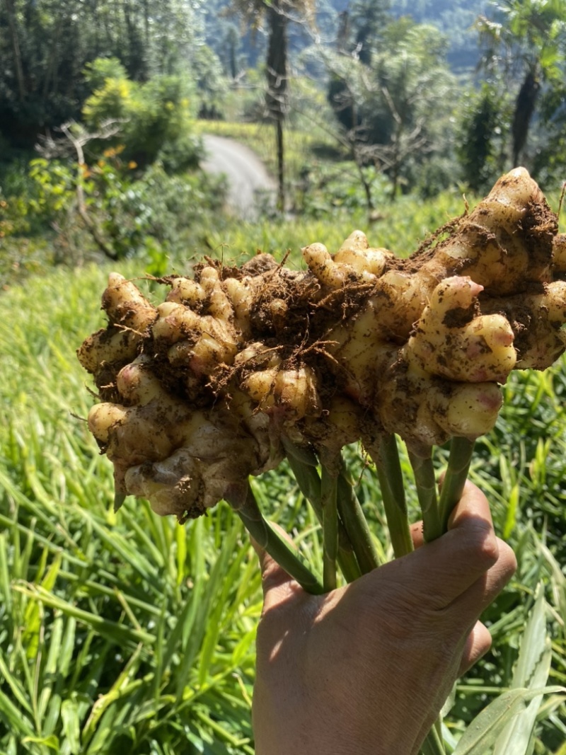 产地出售云南【小黄姜】实力供货视频看货保质保量欢迎抢购