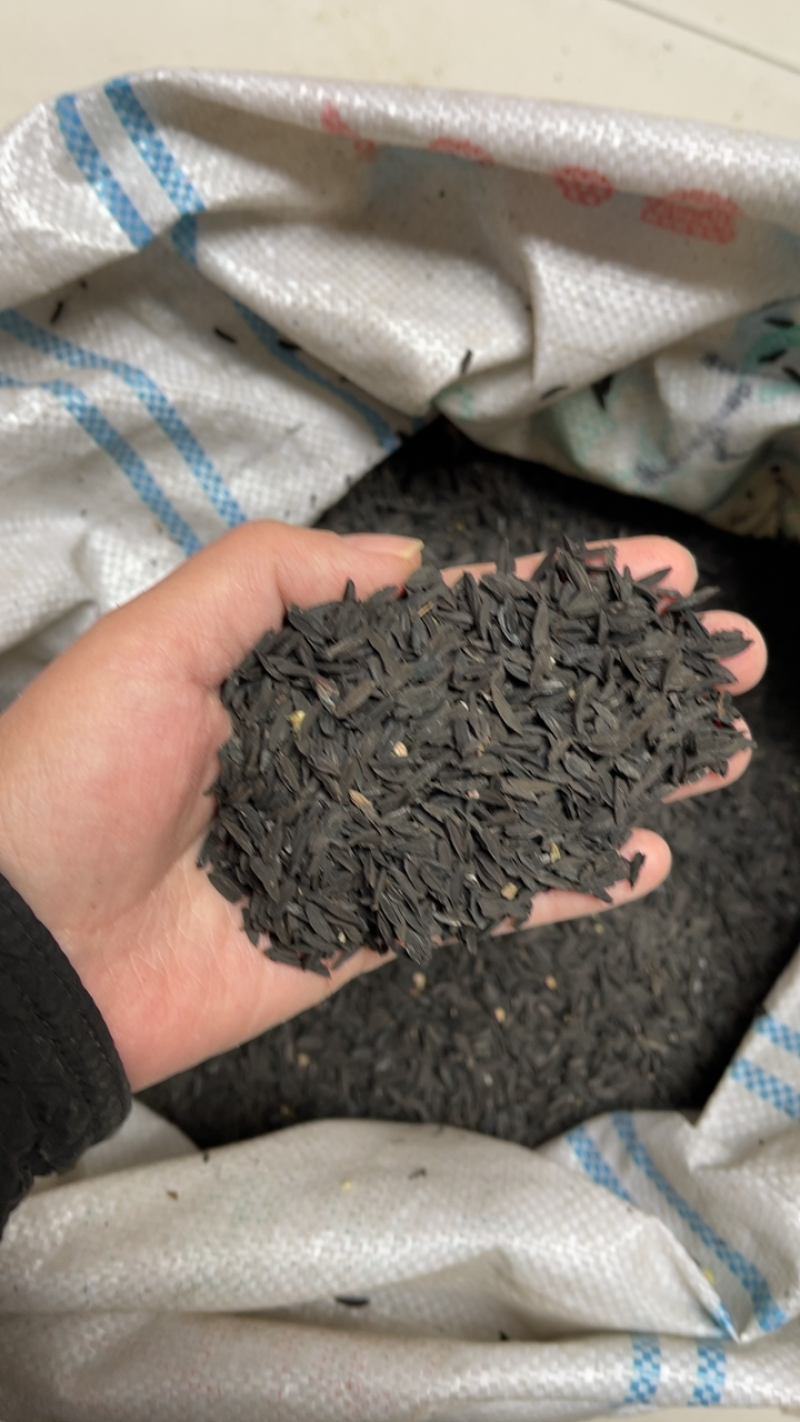 知母种子，品质良好，大量供应，量大从优，欢迎选购