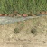 2302基地供应进口木贼袋苗杯苗30-50cm高