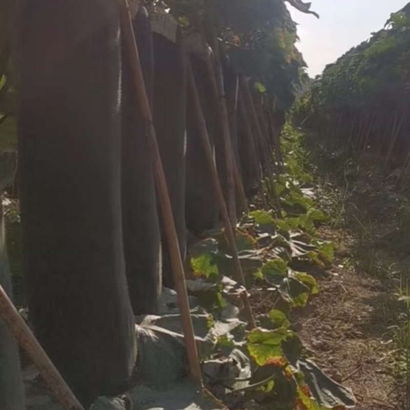 精品冬瓜