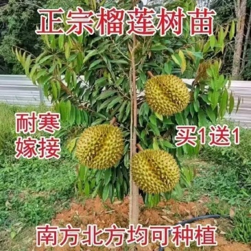 㠪宗榴莲树苗四季水果泰国金枕头猫山王盆栽南北方可种包邮