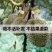 㠪宗榴莲树苗四季水果泰国金枕头猫山王盆栽南北方可种包邮