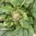 红顶儿菜4吨左右