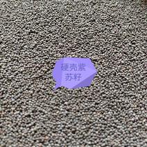 【紫苏籽】紫苏子产地直发可视频以质伦价欢迎咨询