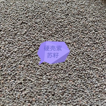 【紫苏籽】紫苏子产地直发可视频看货以质伦价欢迎咨询