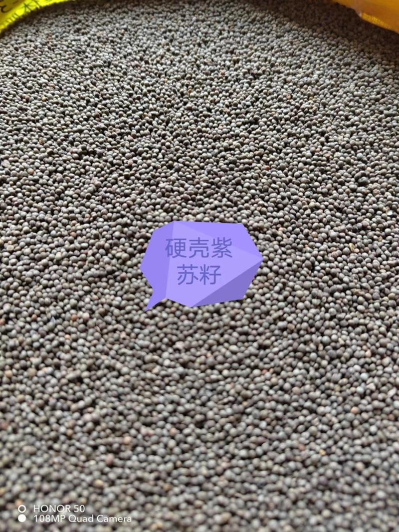 【紫苏籽】紫苏子产地直发可视频看货以质伦价欢迎咨询