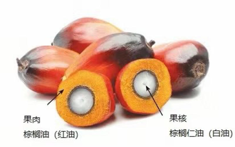 马来棕榈粕可代替麸皮蛋白+脂肪21