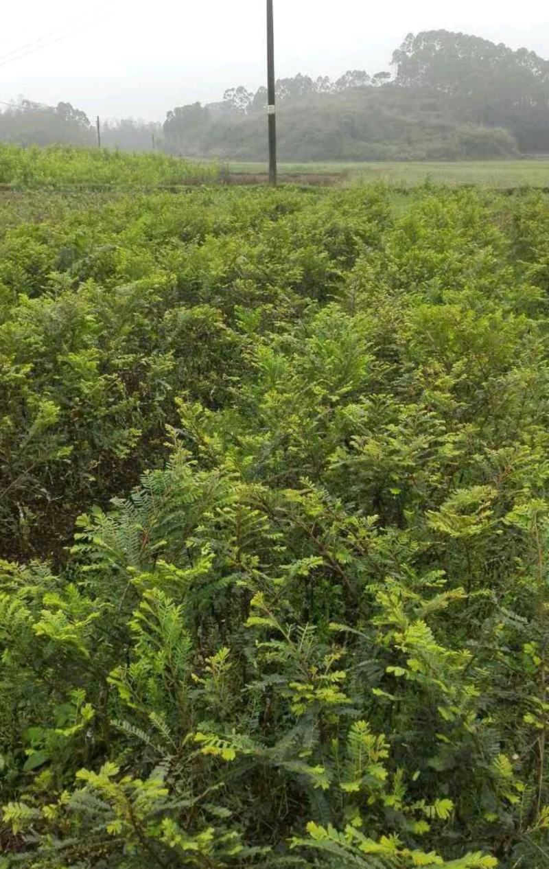 广西余甘果苗，牛甘子正品嫁接果苗，基地直发大量供应